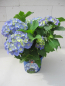 Preview: Hydrangea macrophylla Bela ® Blue 3